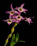 Den. findlayanum